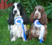 Figo med Maggan - Boltons Mocka Mint - SPA 1 Spanielprov i jakt. Båda Godkända aug 2008 i Finland.